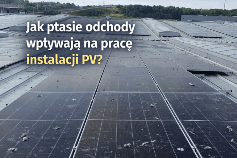 Jak ptasie odchody wpływają na pracę instalacji PV?